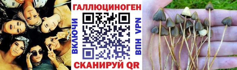 MEGA ссылка  Советская Гавань  Псилоцибиновые грибы Psilocybe 